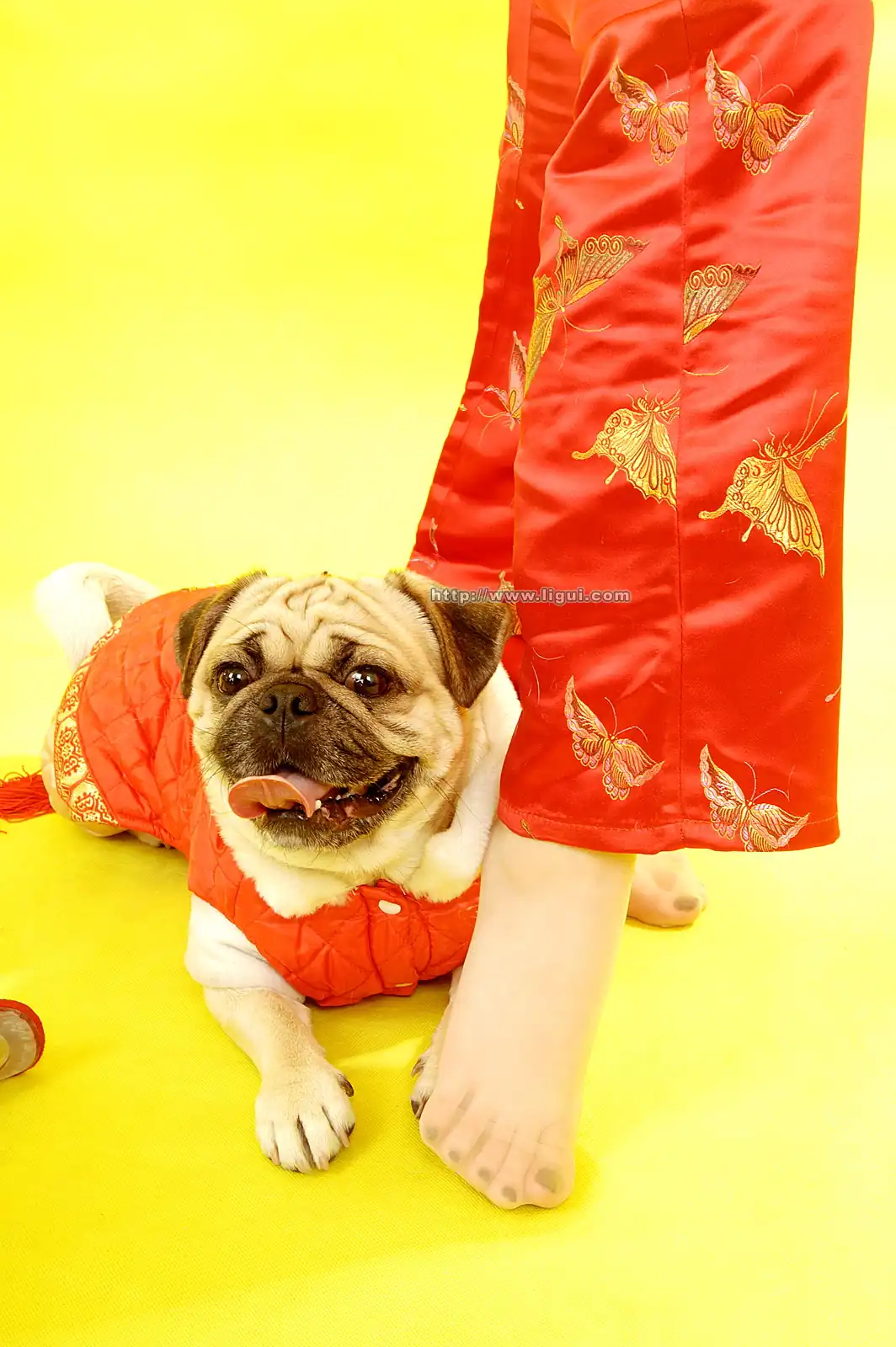 [Ligui丽柜] 2006-01-29 - 第1张